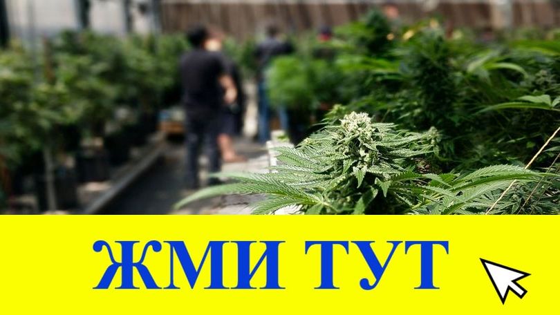 Купить наркотики в Кушве